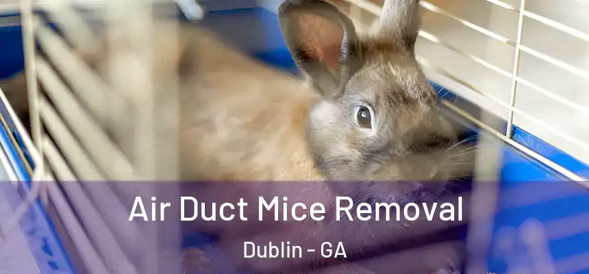  Air Duct Mice Removal Dublin - GA